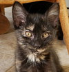 Stormy - Photo 2