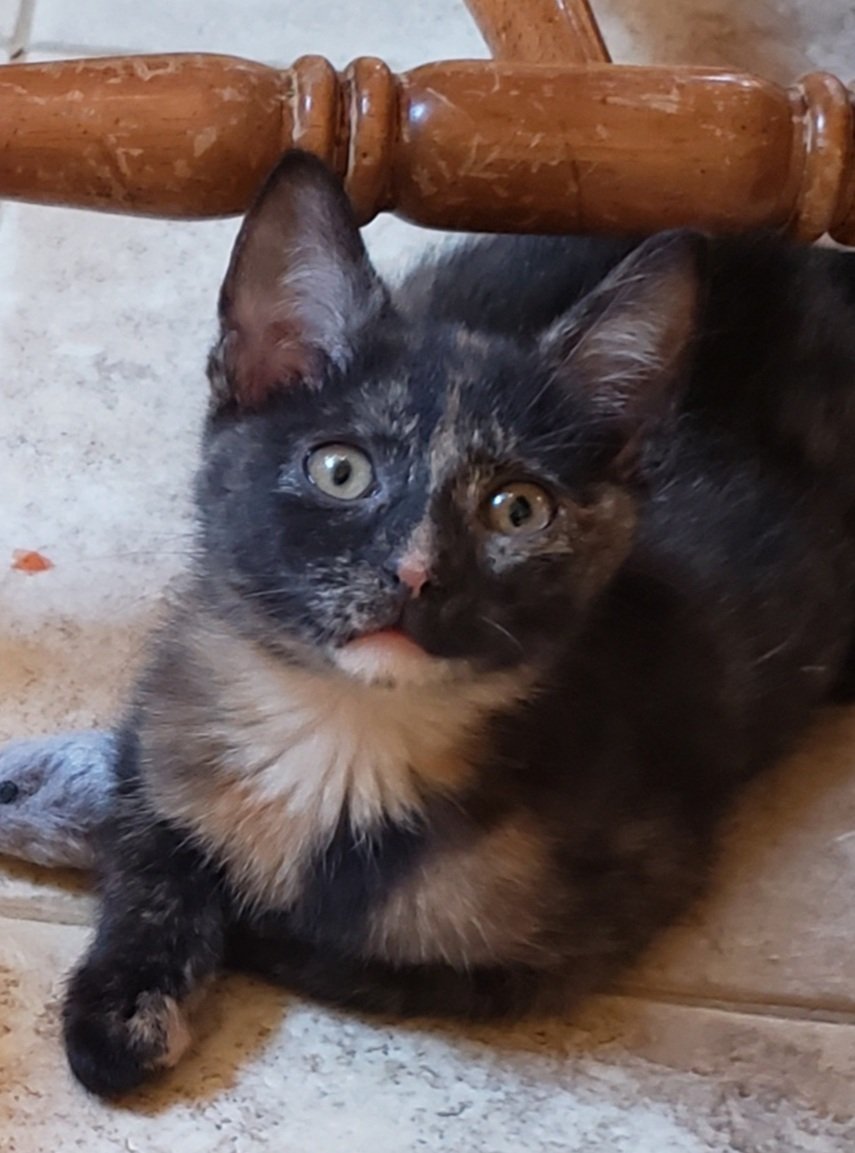 adoptable Cat in Charlottesville, VA named Star