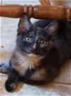 adoptable Cat in charlottesville, VA named Star