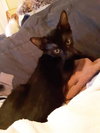 Bean - Photo 2