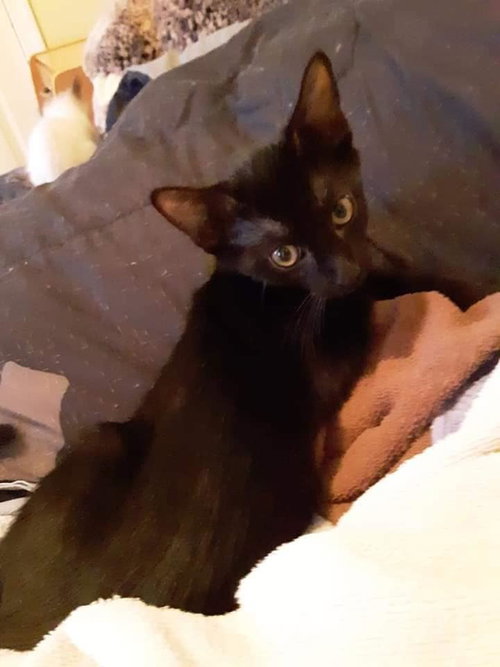BEAN - Domestic Short Hair available for adoption