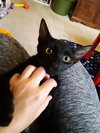 Bean - Photo 3