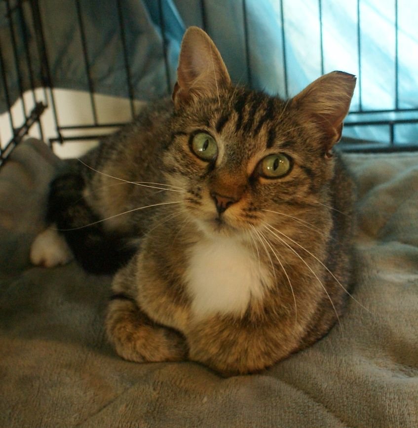 adoptable Cat in Charlottesville, VA named Wendy
