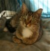 adoptable Cat in charlottesville, VA named Wendy