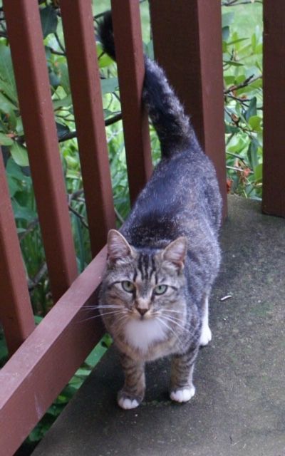 WENDY - Domestic Short Hair available for adoption