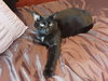 Obsidian - Photo 2