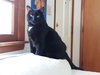 Obsidian - Photo 3