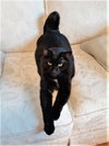 Obsidian - Photo 4