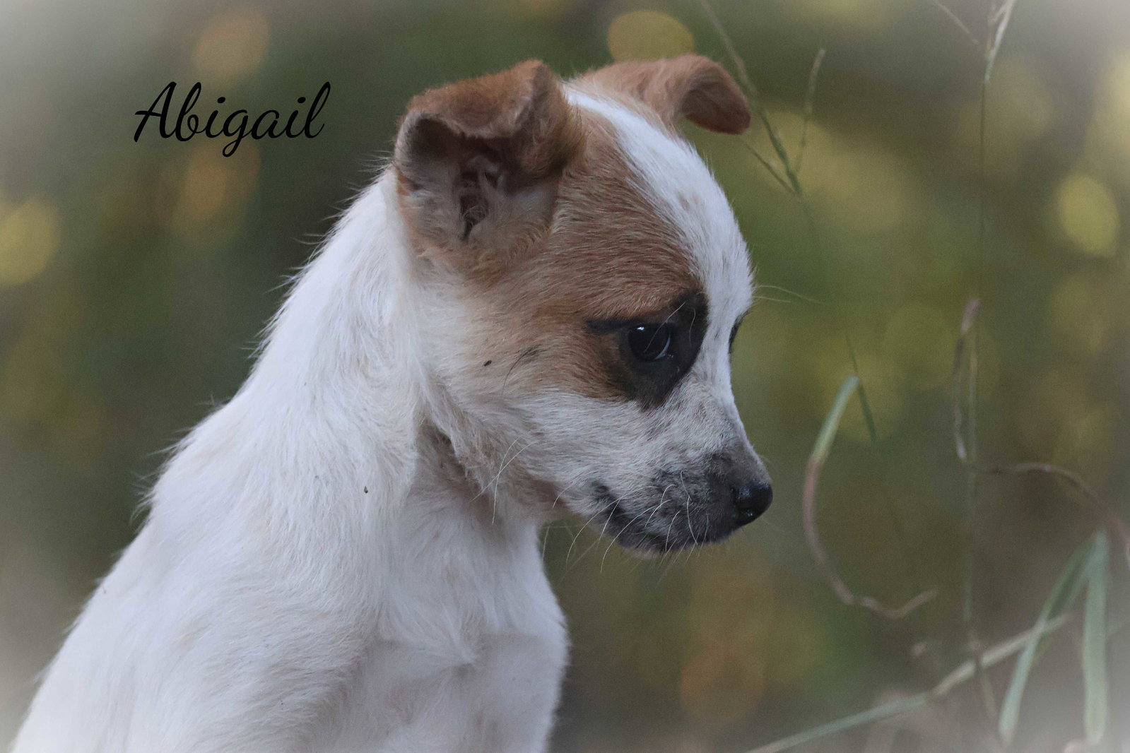 Abigail, photo 3