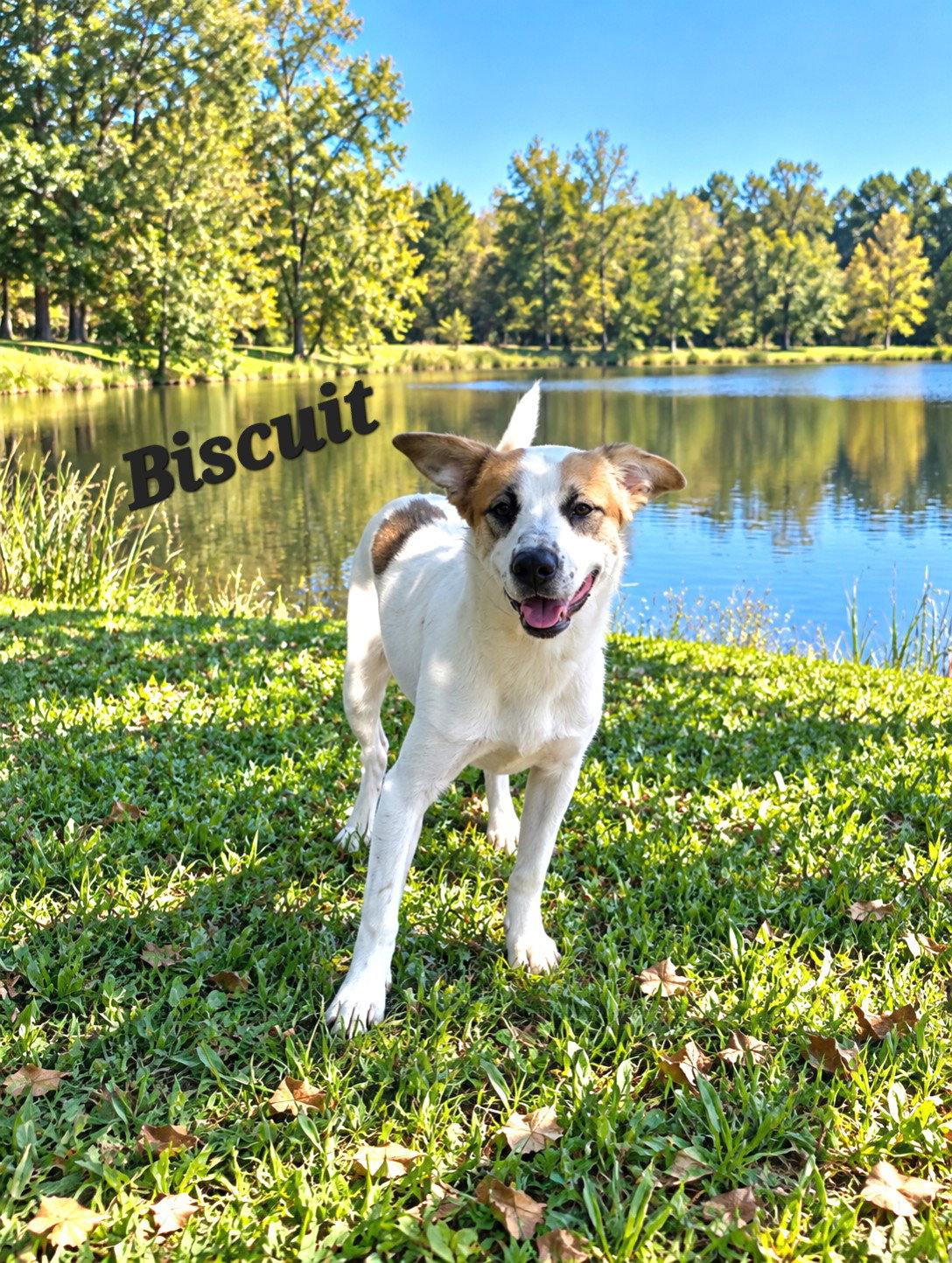Biscuit, photo 2