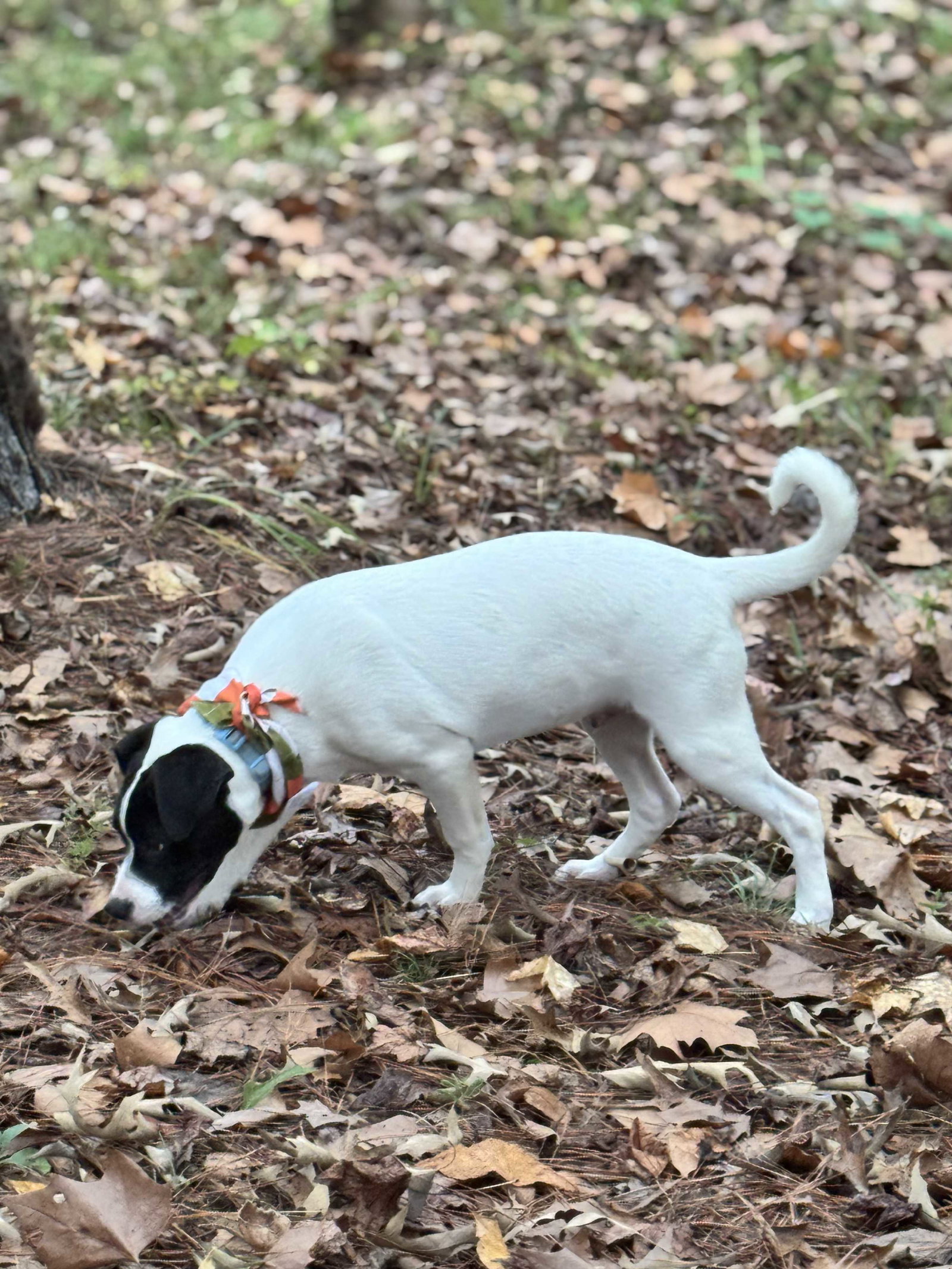 Bucky new pics/video, photo 2