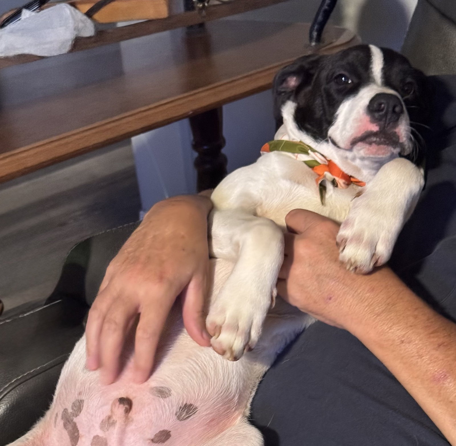 Bucky new pics/video, photo 3