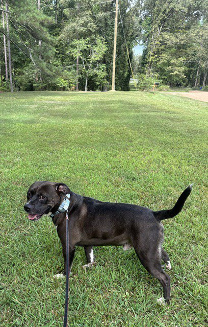 Butch, photo 4