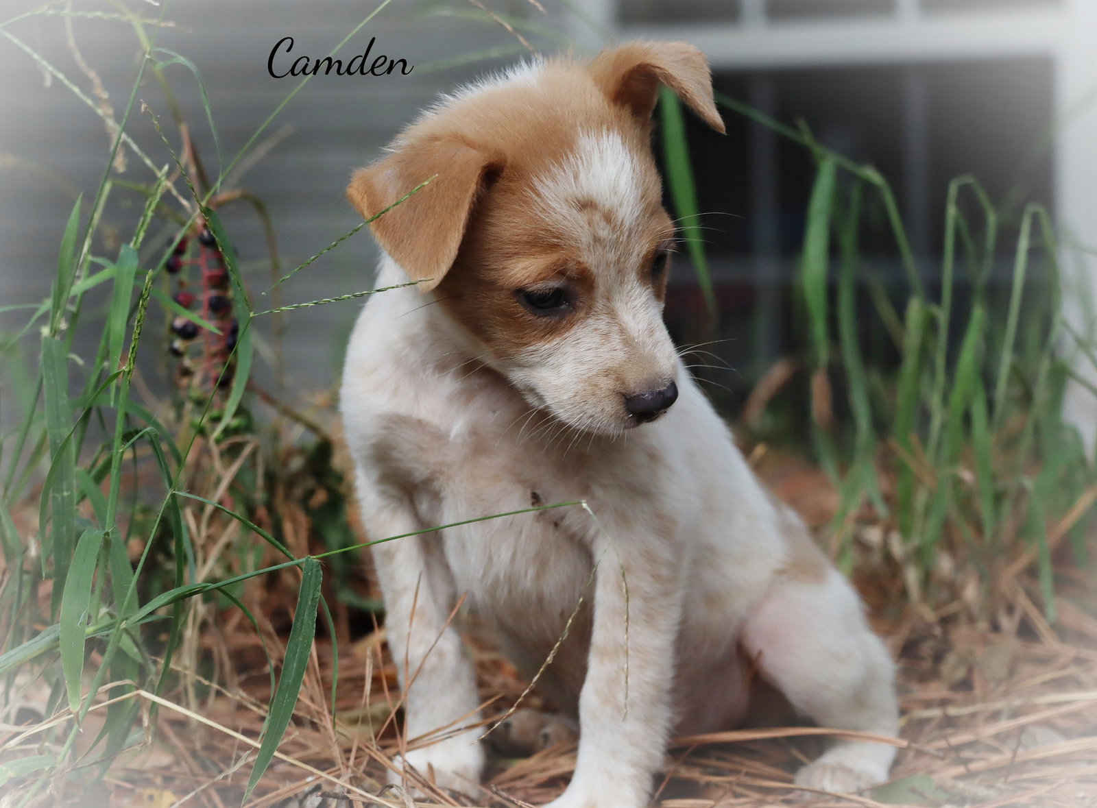 Camden Girl, photo 2