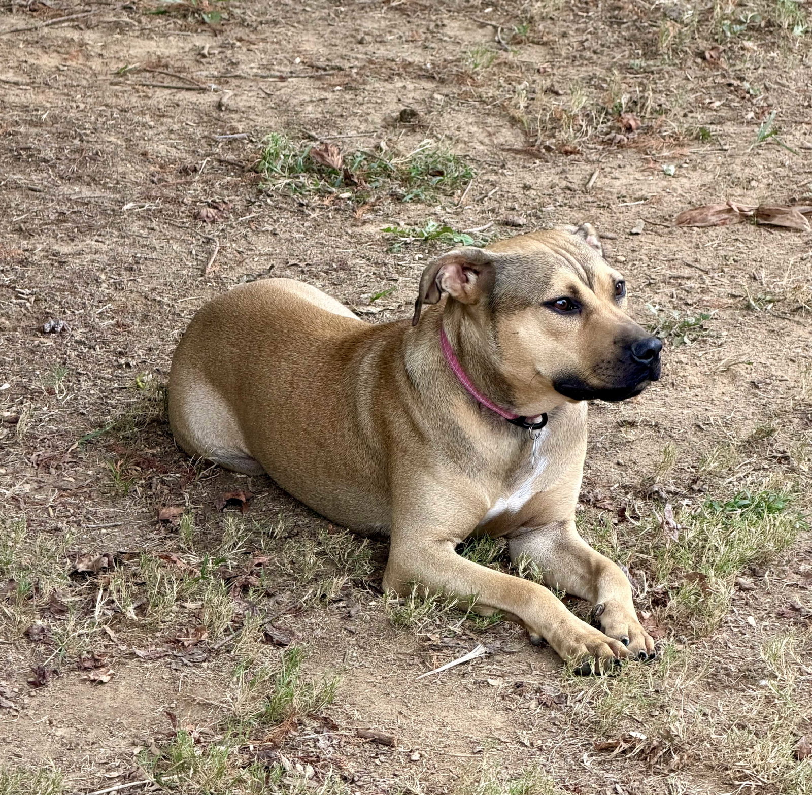 Ginger, photo 2