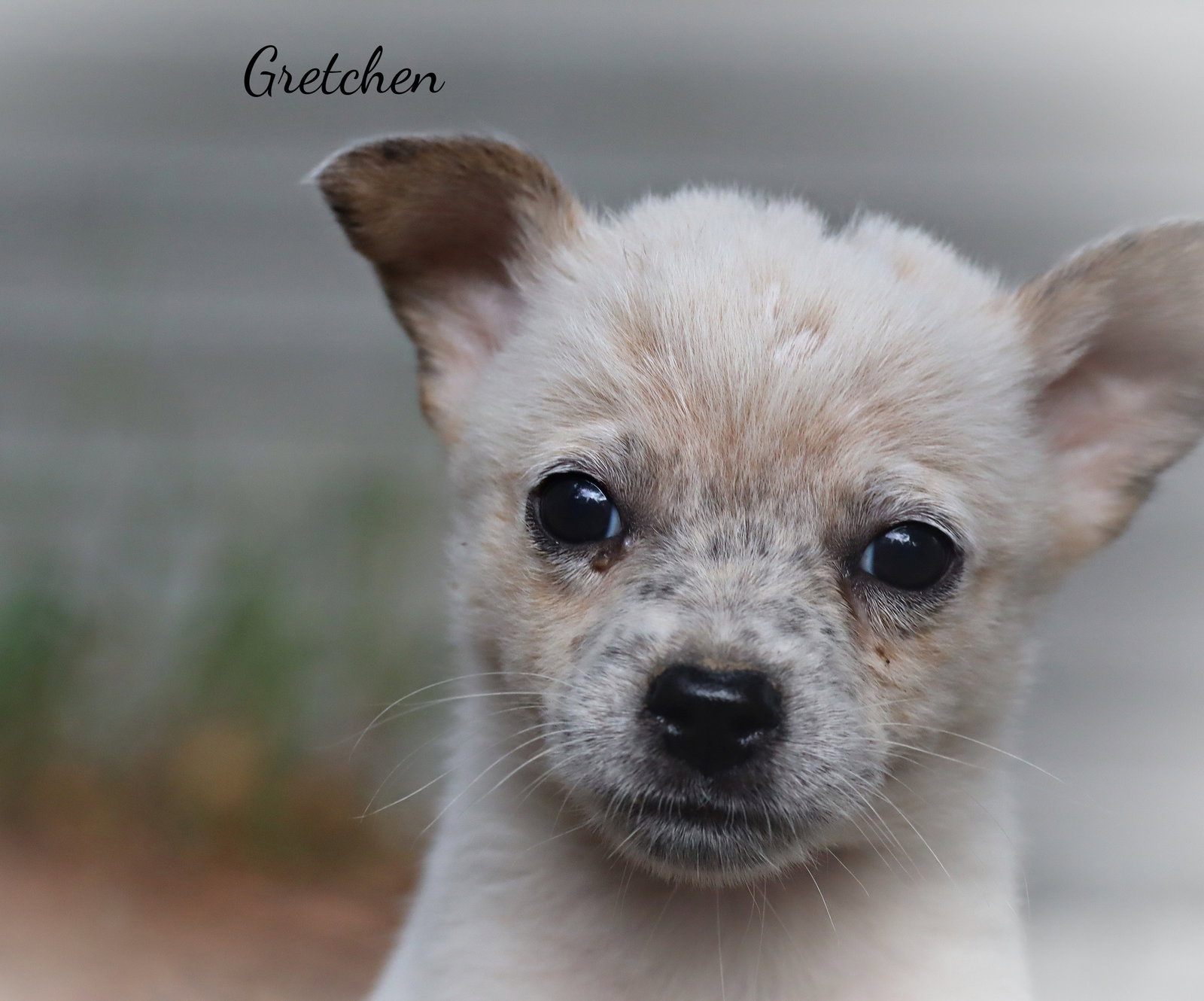 Gretchen