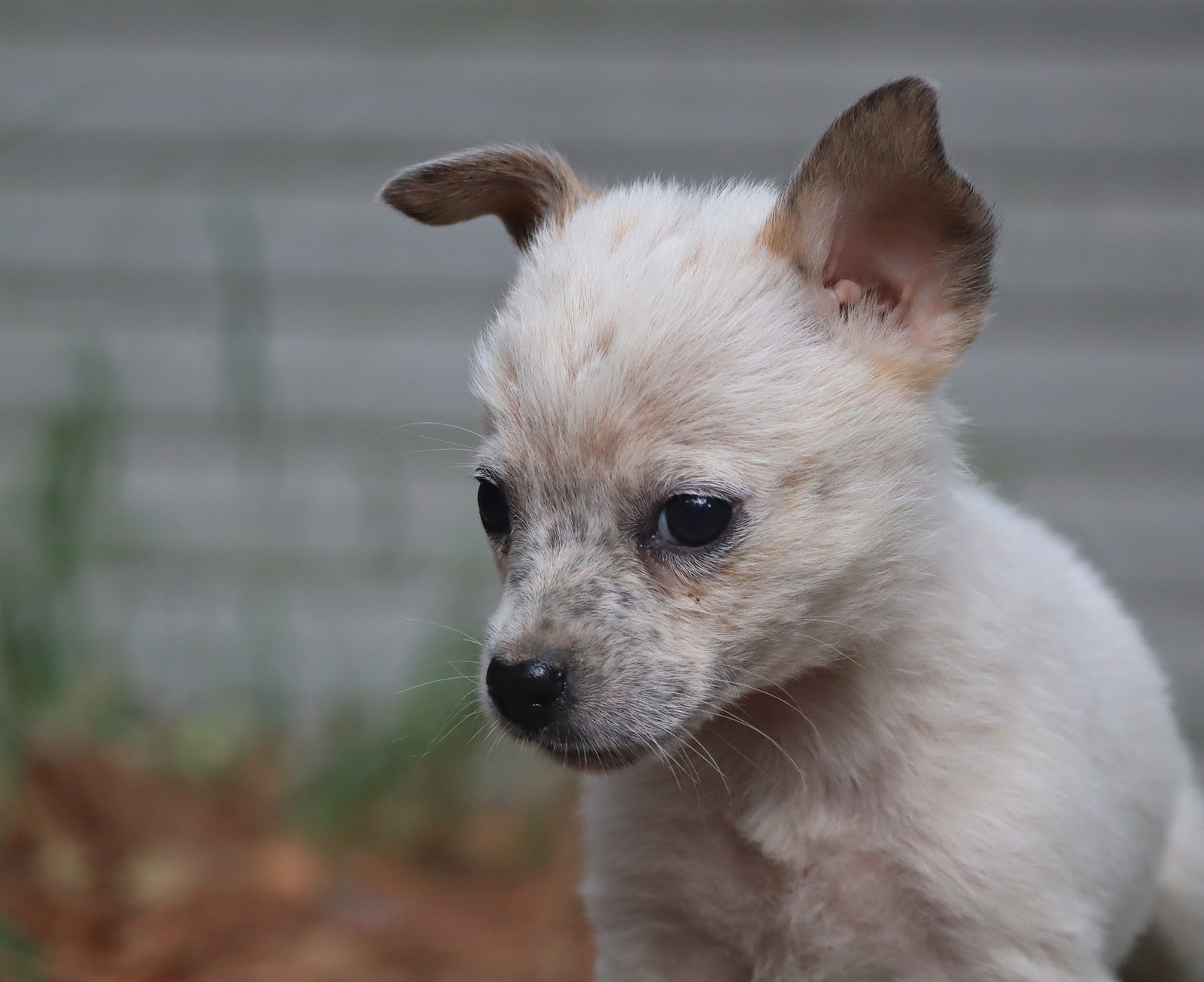 Gretchen, photo 3