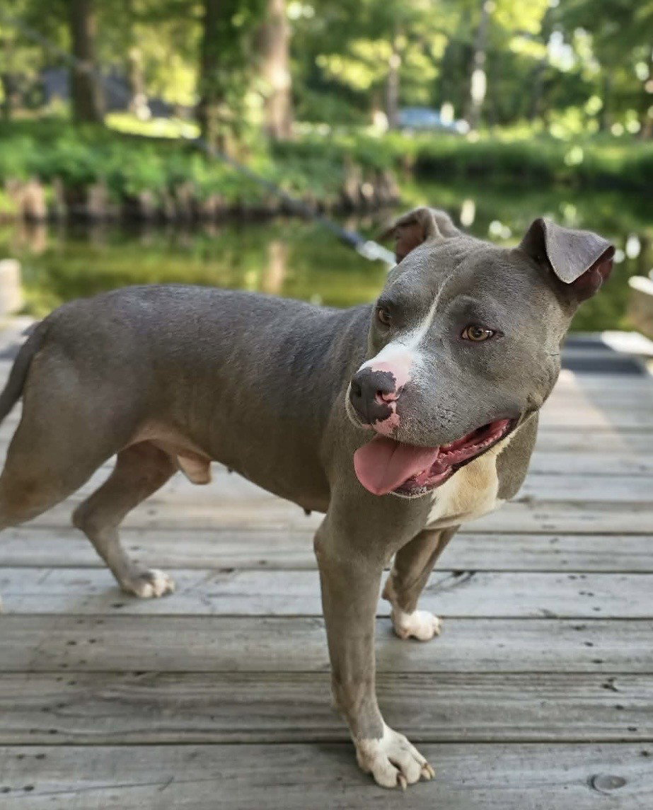 Hank the Tank