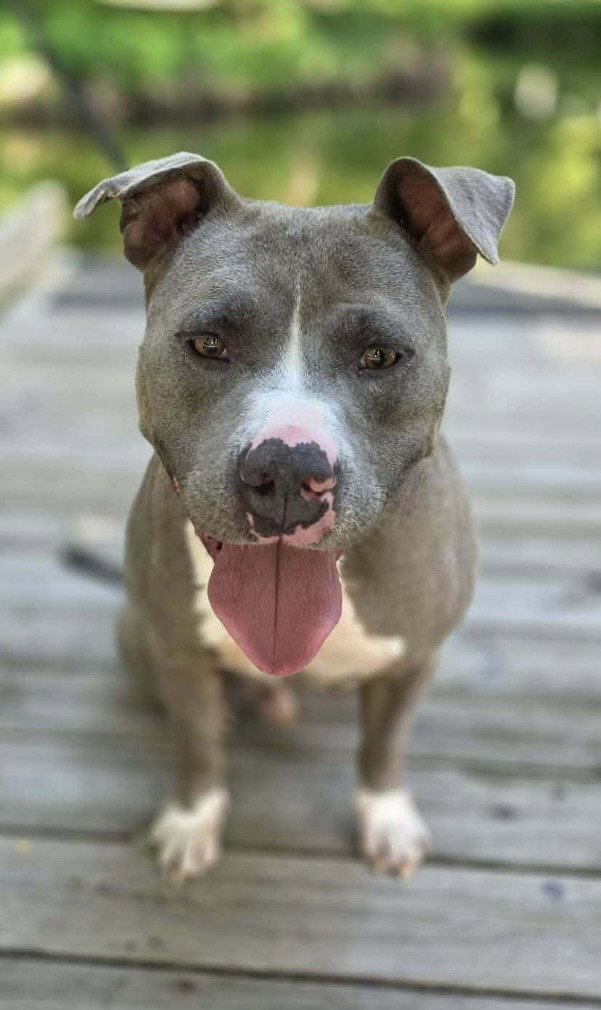 Hank the Tank, photo 2