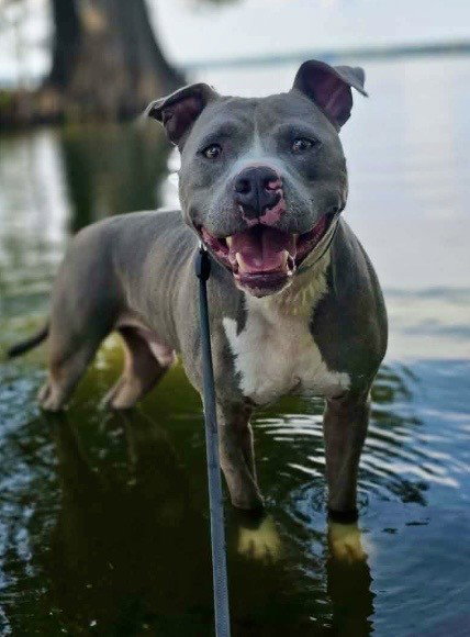 Hank the Tank, photo 3