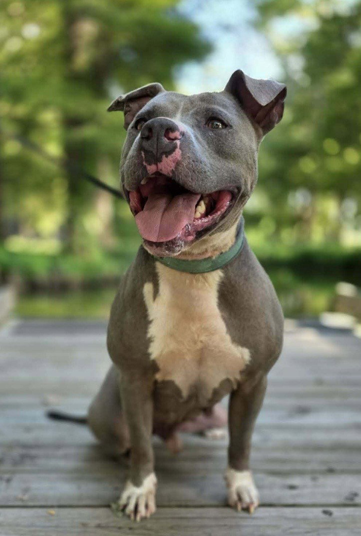 Hank the Tank, photo 4