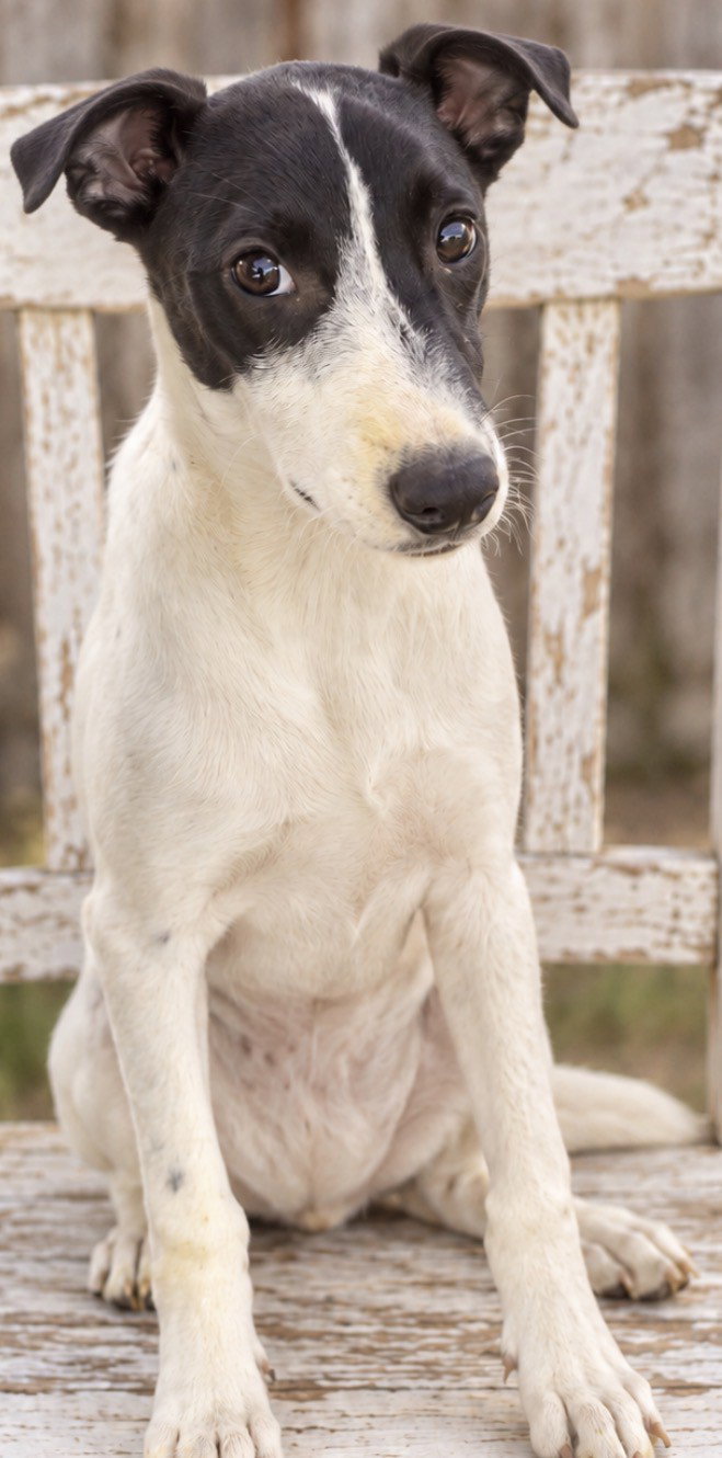 Jasper 2.0, photo 2