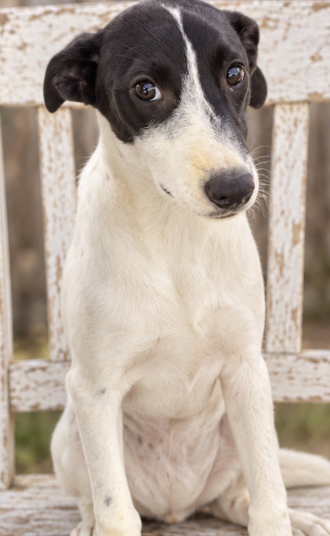 Jasper 2.0, photo 3