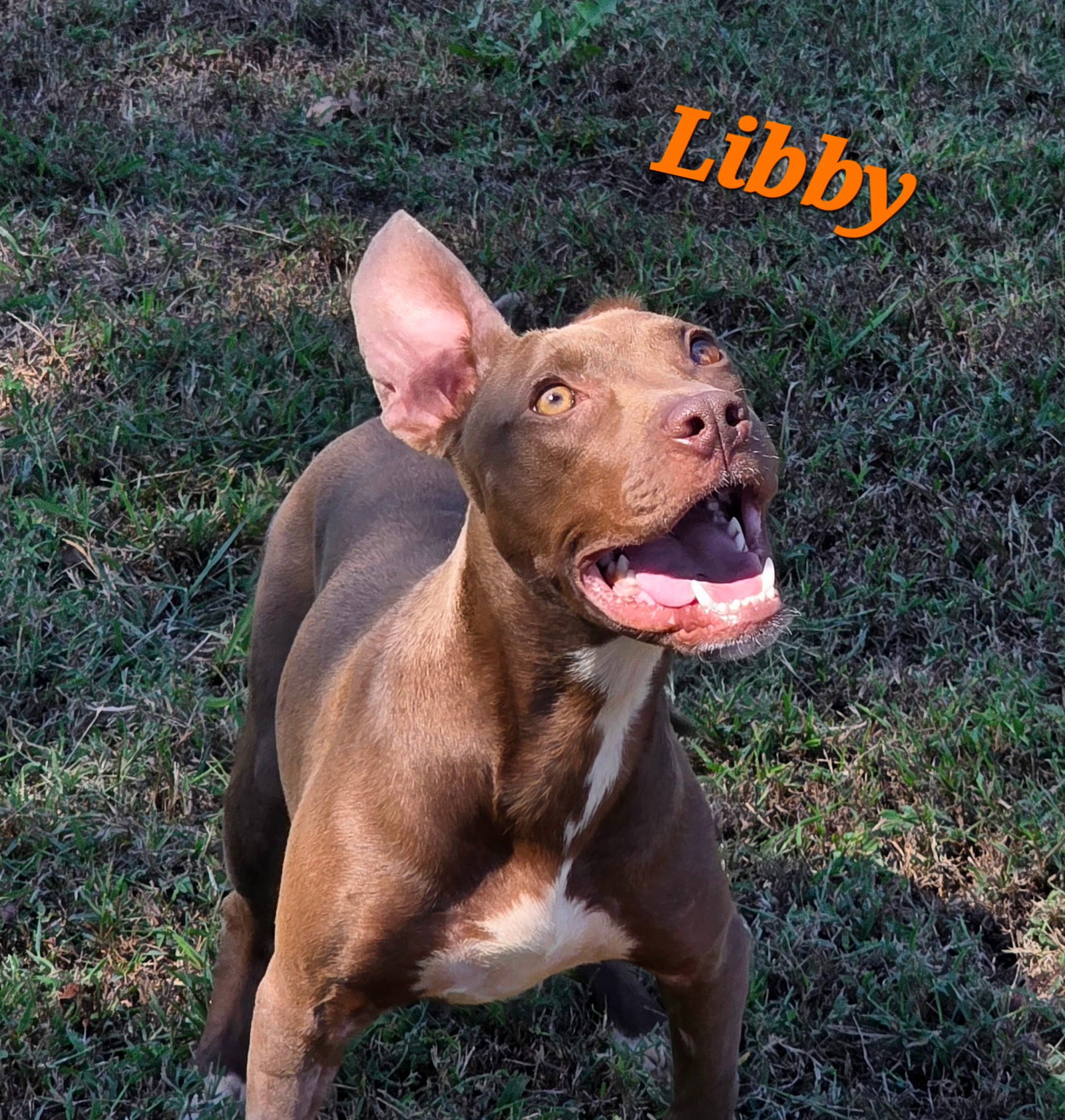Libby, photo 4