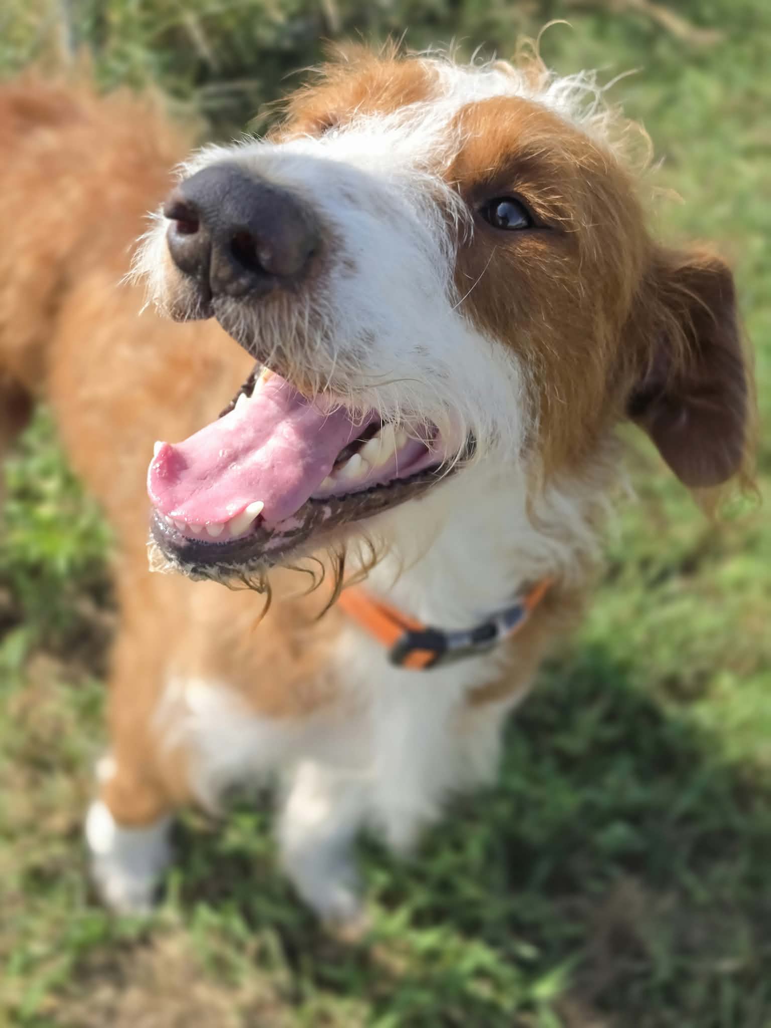 Maverick~adopted!, photo 2