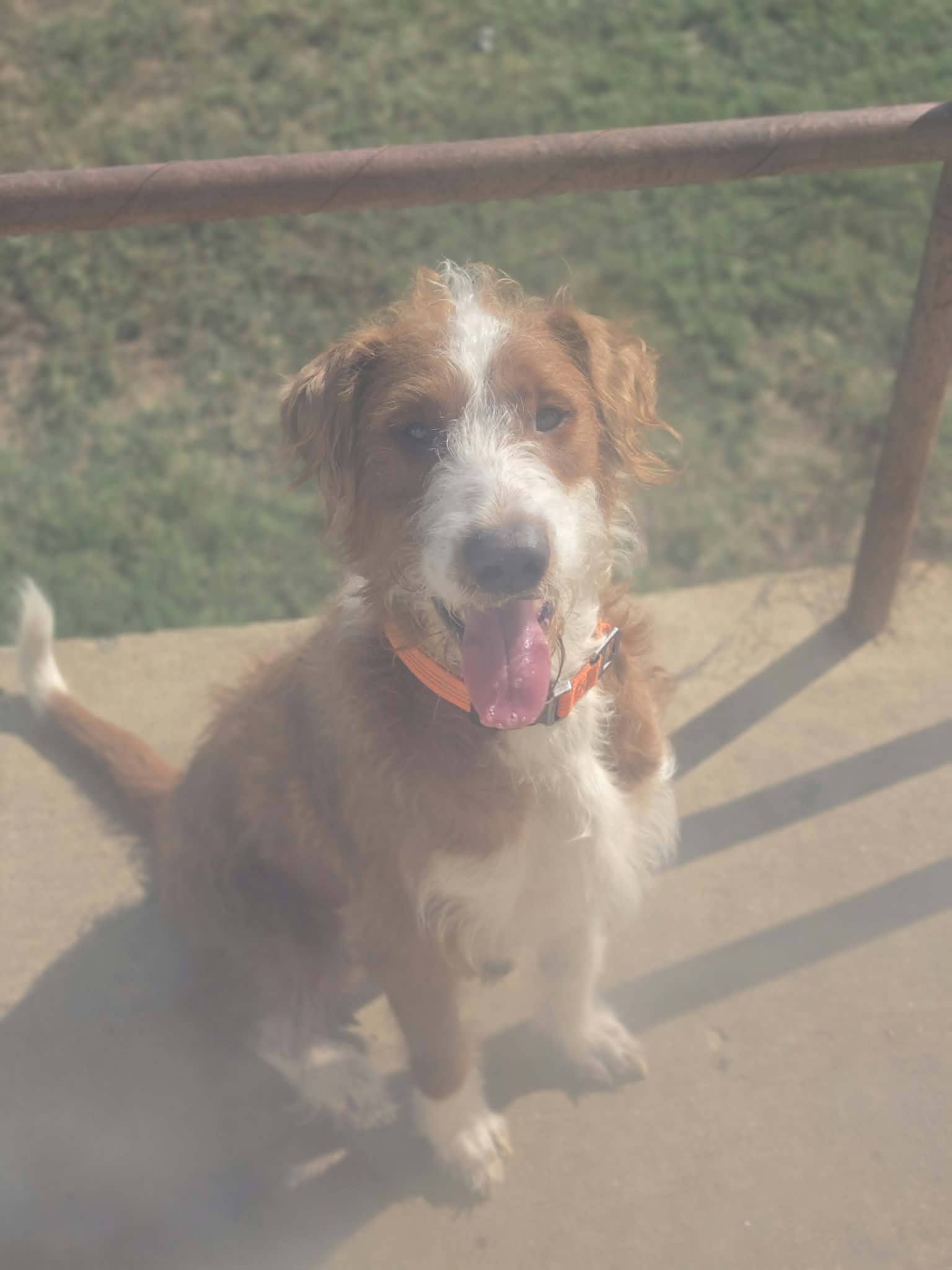 Maverick~adopted!, photo 3