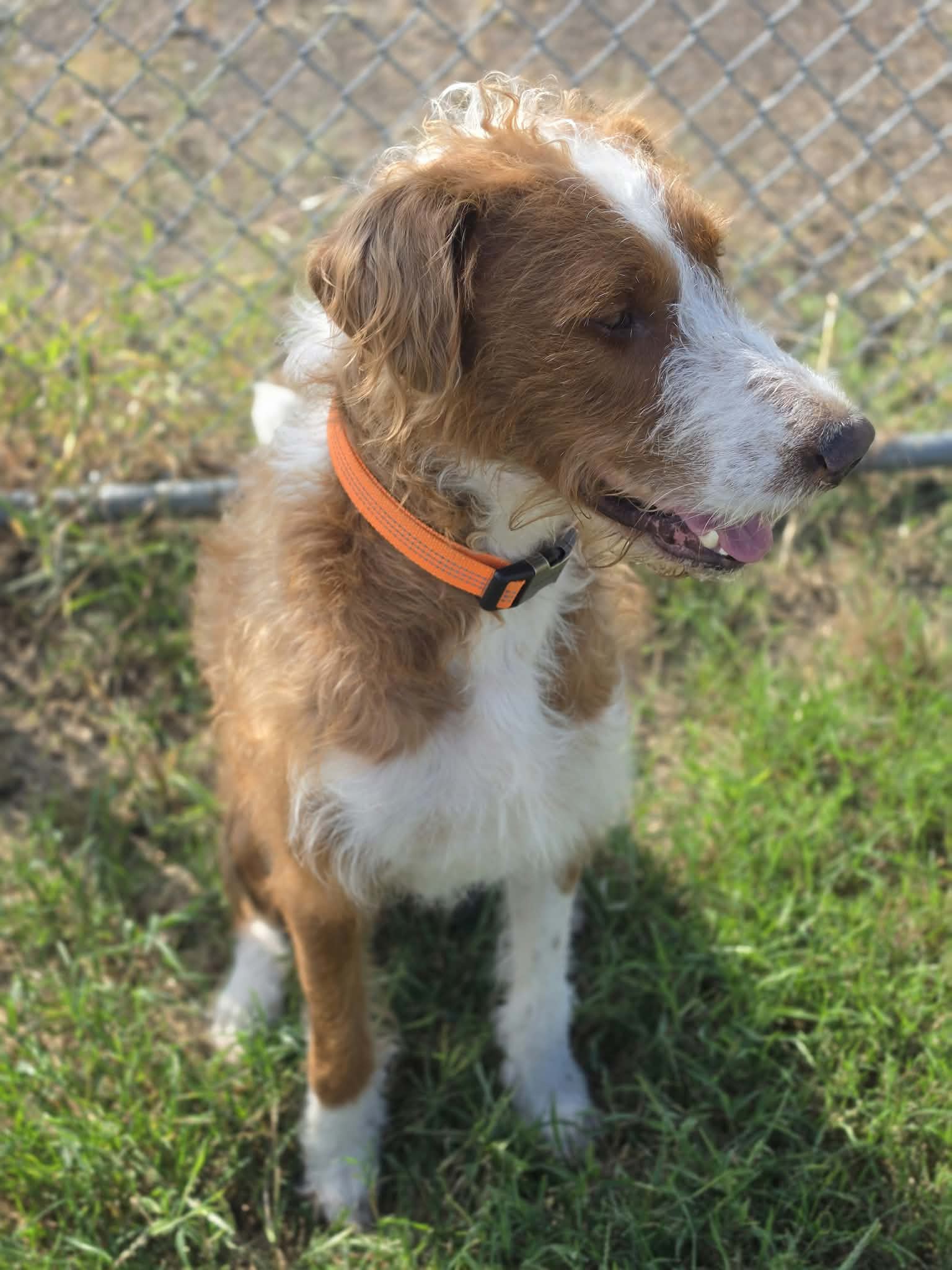 Maverick~adopted!, photo 4