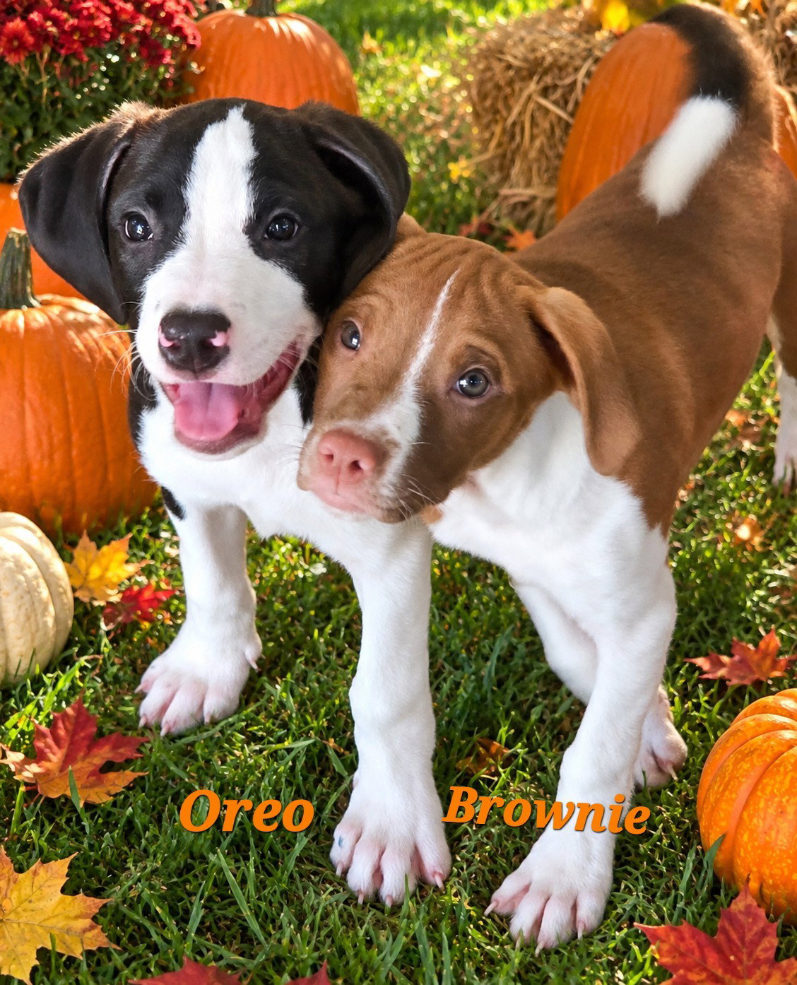 Oreo, photo 3