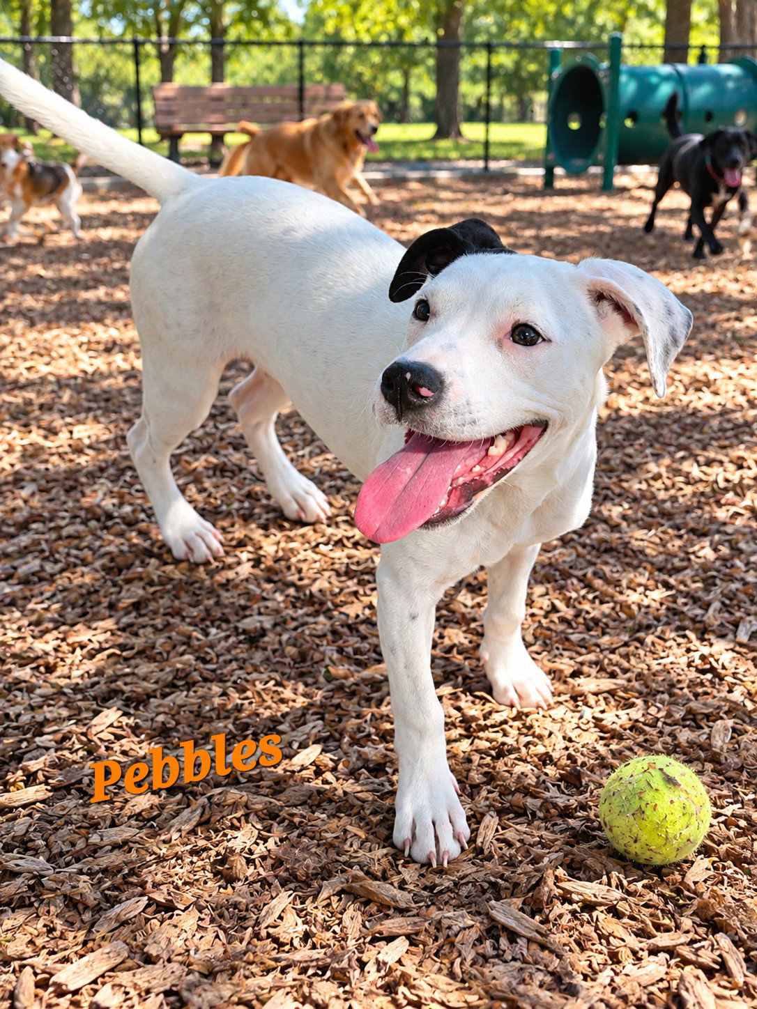 Pebbles, photo 2