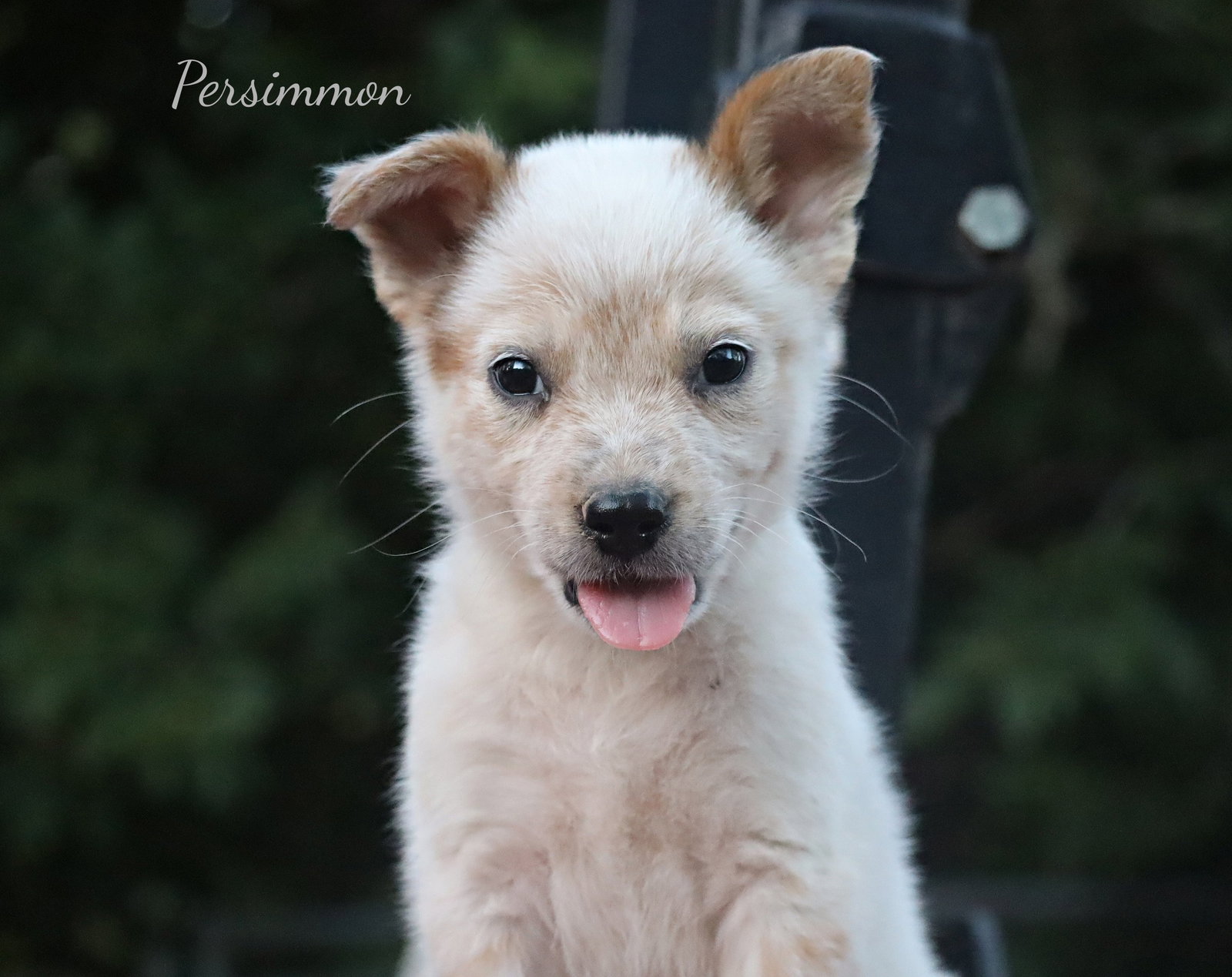 Persimmon, photo 3