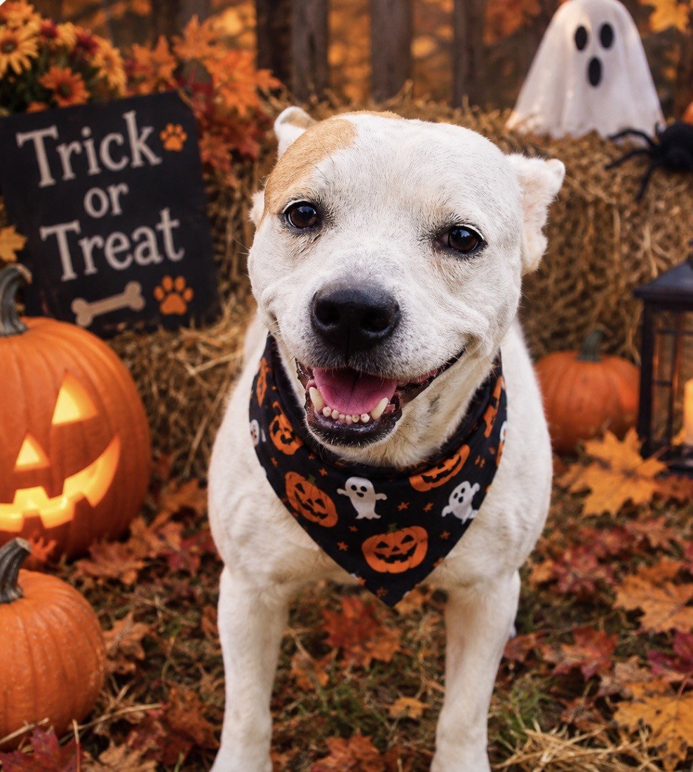 Pippa - new Fall pics, photo 2
