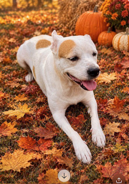 Pippa - new Fall pics, photo 3