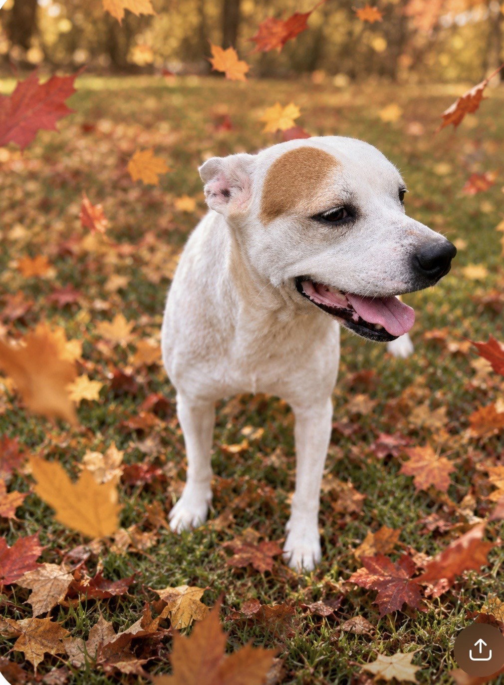 Pippa - new Fall pics, photo 4