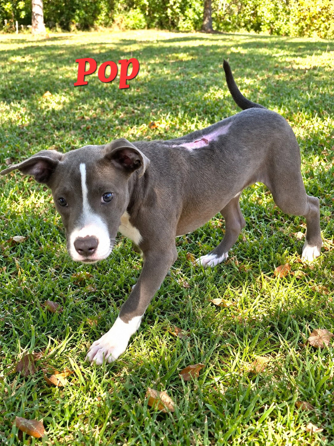 Pop