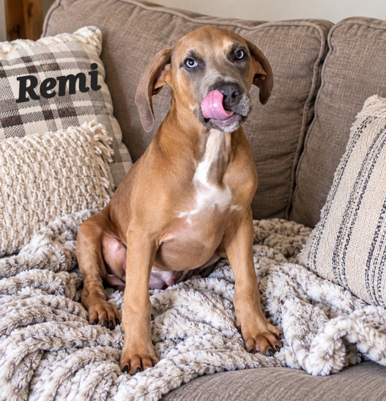 Remi, photo 2