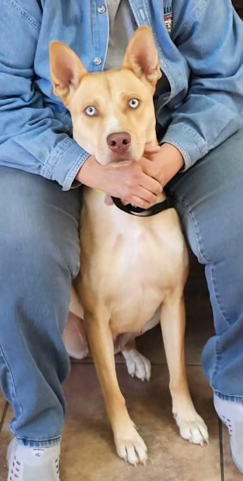 Stella