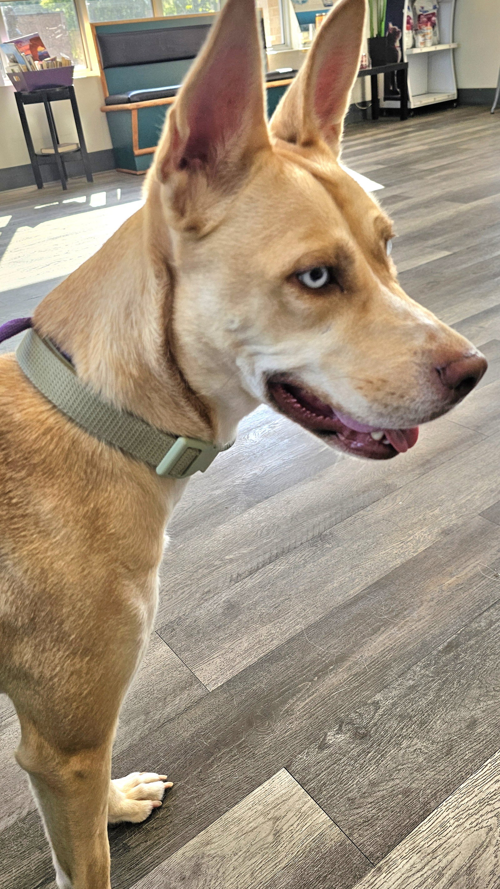 Stella, photo 2