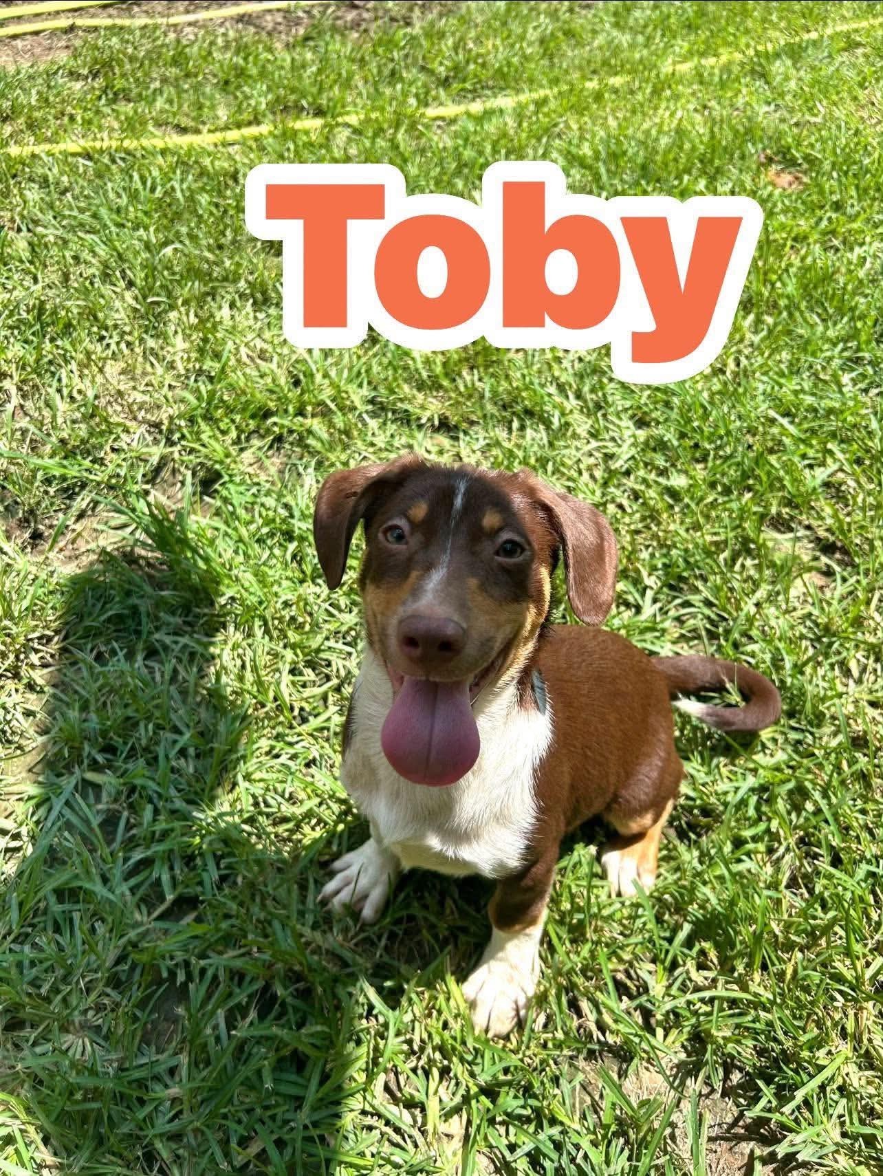 Toby ~ meet me!