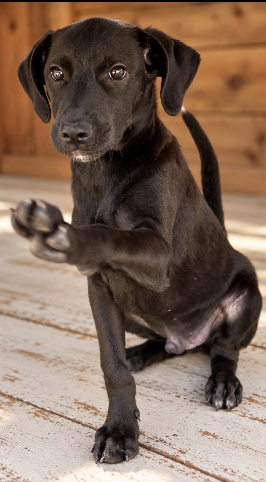 Toto ~ meet me!, photo 3