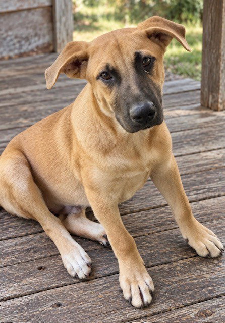 Tucker, photo 2