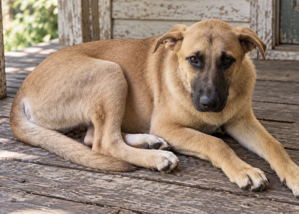Tucker, photo 3
