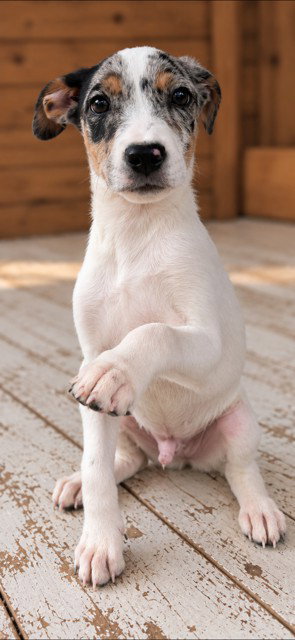 Uncle Henry Oz ~ meet me!, photo 2