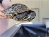 adoptable Turtle in brea, CA named Squirt