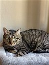 adoptable Cat in brea, CA named Finn