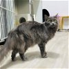 adoptable Cat in  named Morticia