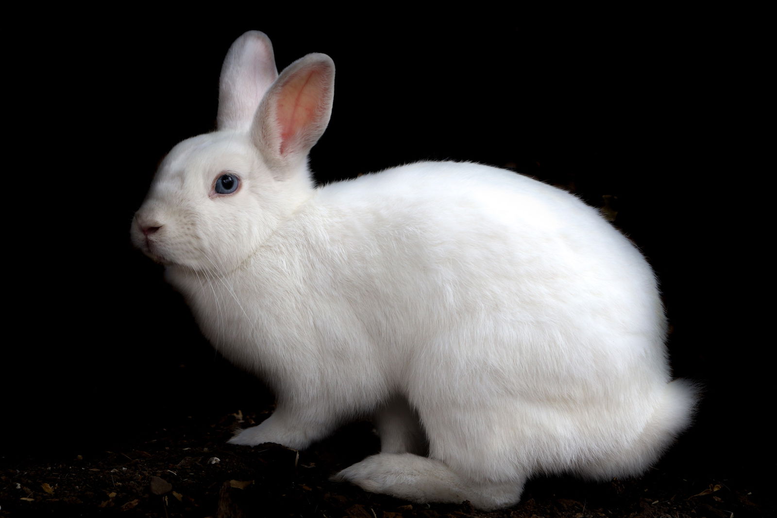 adoptable Rabbit in Brea, CA named Rapunzel